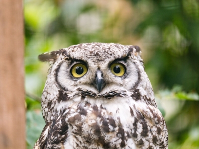 Grand-duc d'Am&eacute;rique - De Zonnegloed - Refuge pour animaux